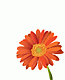Logo und Visitenkarte f�r Wellnesstrainerin Janina Pascharat