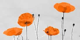 Websites Essen WordPress Webdesign und Layout Websites Essen WordPress Webdesign und Layout